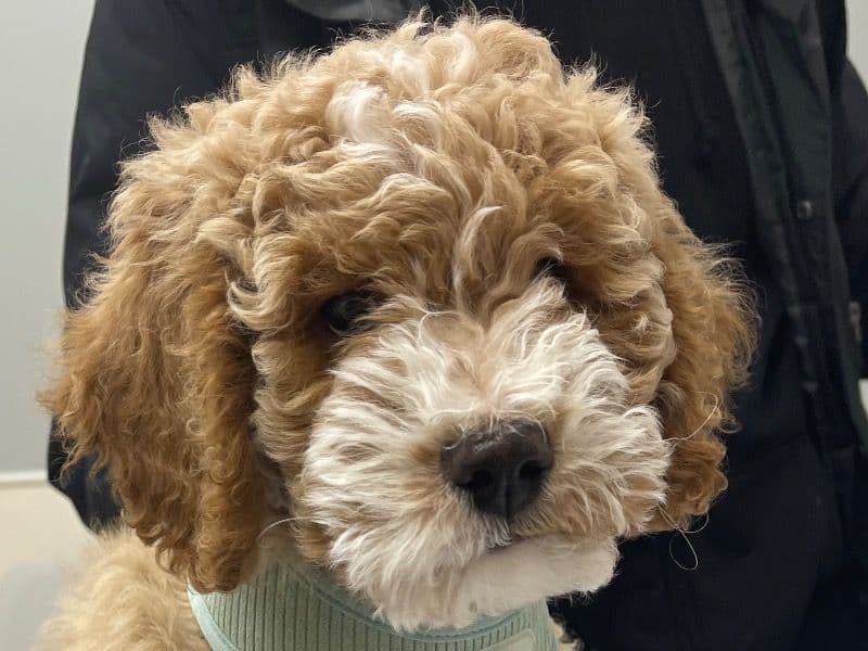 Mini Golden Doodle 2 months old male small named Poli for sale in King County, Washington | Petmeetly