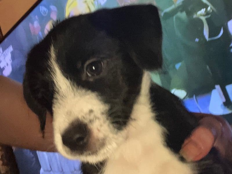 Italian Greyhound 6 months old male small named No Name for sale in Worcester County, Massachusetts | Petmeetly