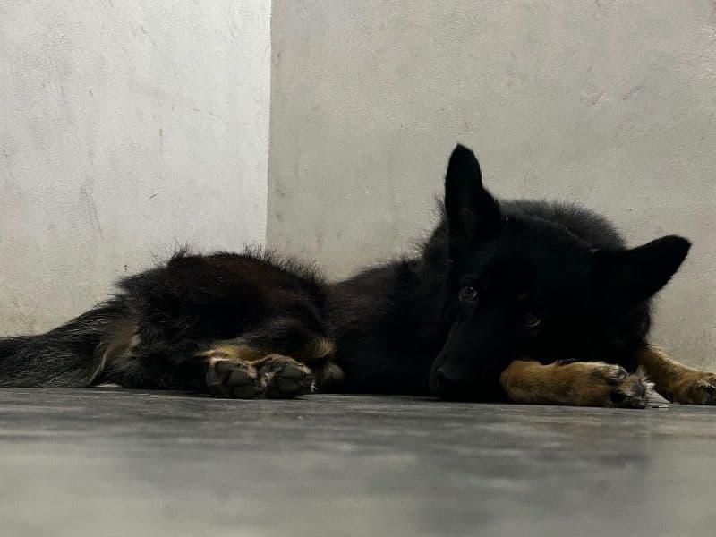 Brownie primary photo