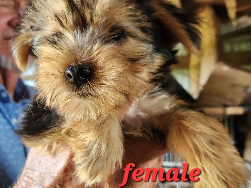 Yorkshire Terrier 5 months old male small named Yorkie for sale in Rockcastle County, Kentucky | Petmeetly