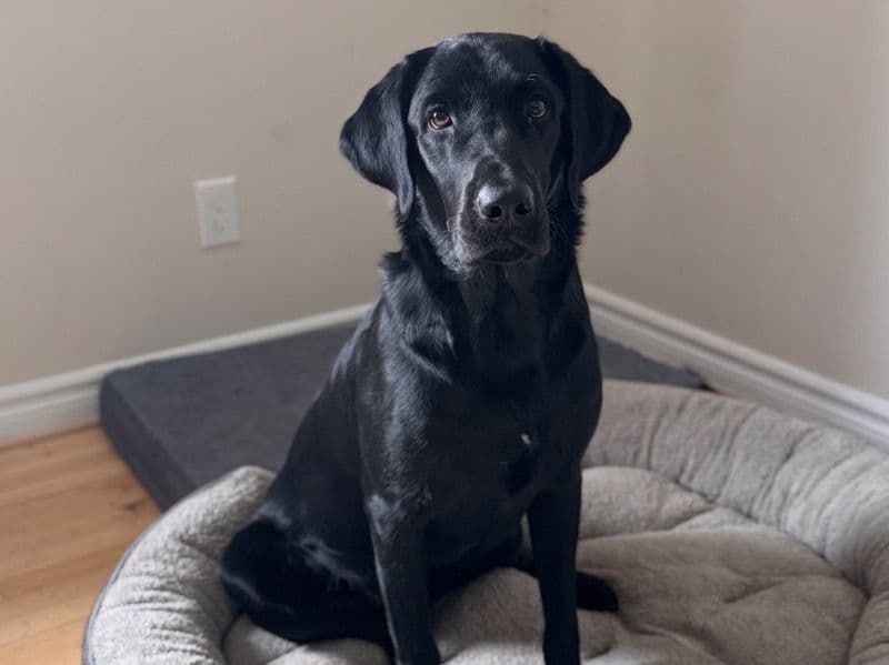 Labrador Retriever 1 year 8 months old male large named Goose for breeding in Renfrew County, Ontario | Petmeetly