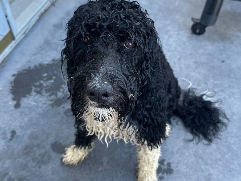 Portuguese Water Dog 1 year 5 months old female large named River for breeding in Bonneville County, Idaho | Petmeetly