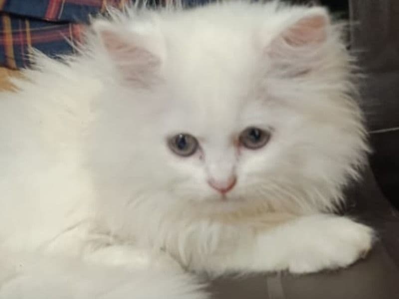 American Curl 4 months old female named Carlie for breeding in Warangal-Hanamkonda, Telangana | Petmeetly