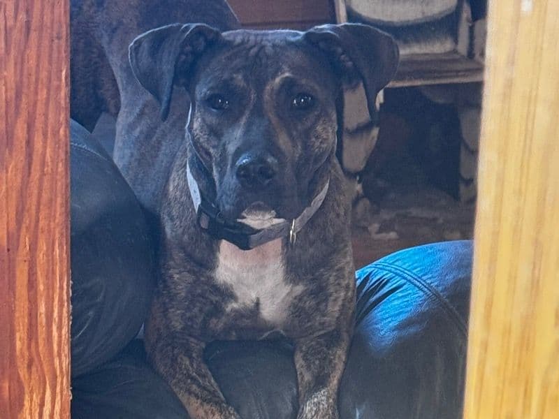 Brindle Pitbull 3 years old female medium named Petra for adoption in Madison, Florida | Petmeetly