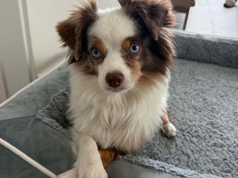 Miniature Australian Shepherd 6 years old male small named Biggie for breeding in Los Angeles County, California | Petmeetly