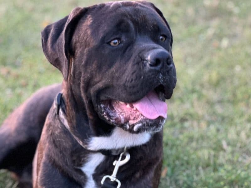 Cane Corso 2 years 5 months old male extra large named Rocco for breeding in Parkland County, Alberta | Petmeetly