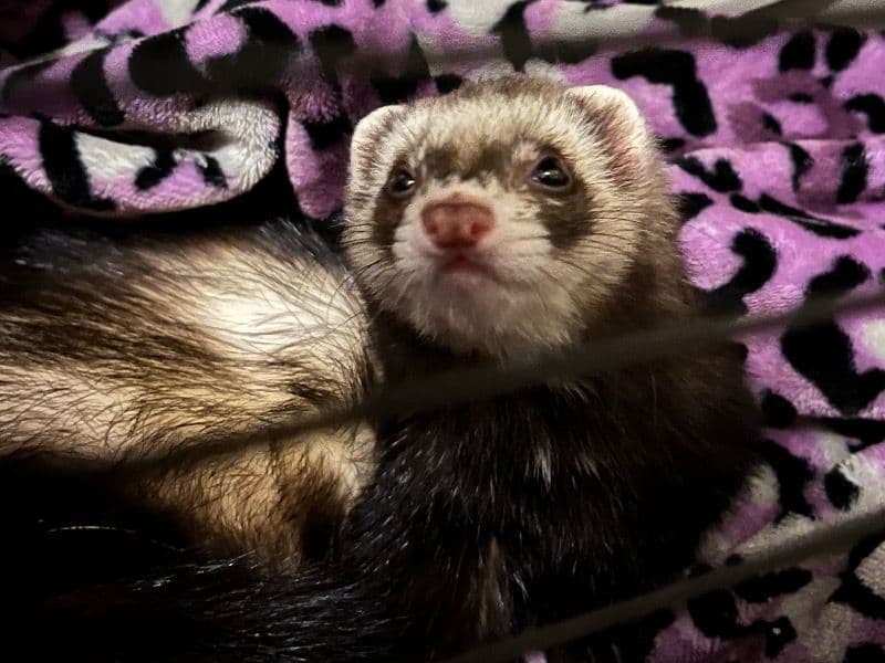 Tru - Ferret | Petmeetly