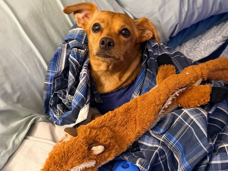 Pebbles primary photo