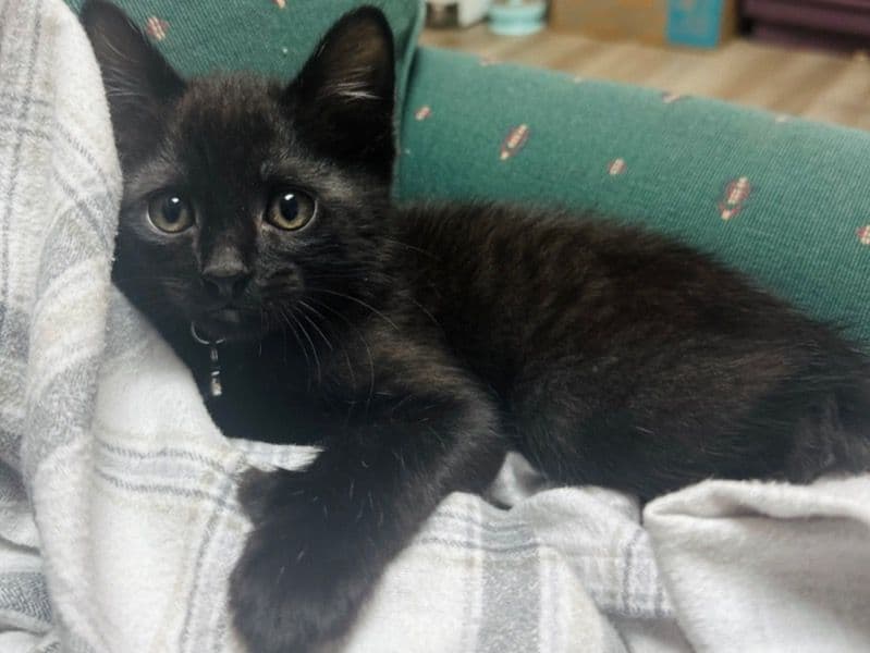 American Bobtail 3 months old male named Puma for sale in Middlesex County, Massachusetts | Petmeetly