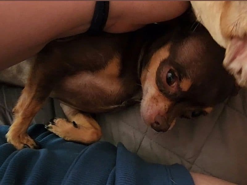 Miniature Chihuahua 7 years 7 months old male small named Pluto for breeding in Bronx County, New York | Petmeetly