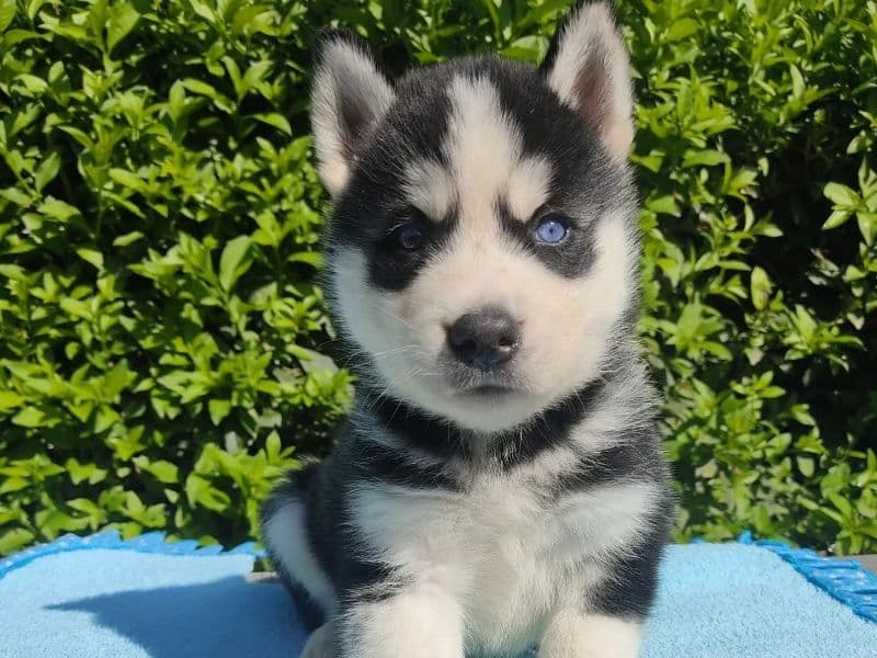 Lucci - Siberian Husky | Petmeetly