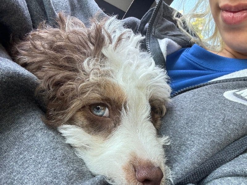 Cockapoo 11 months old female medium named Mocha for breeding in San Mateo County, California | Petmeetly