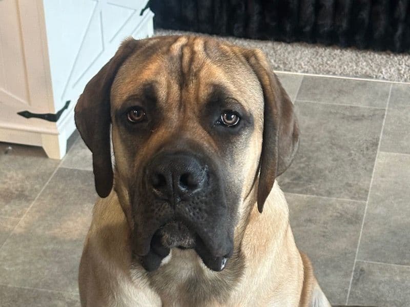 English Mastiff 7 months old male extra large named Cash for breeding in Warren County, Ohio | Petmeetly
