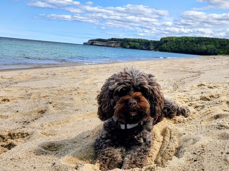 Cockapoo 3 years 2 months old female small named Mila for breeding in St. Clair County, Alabama | Petmeetly