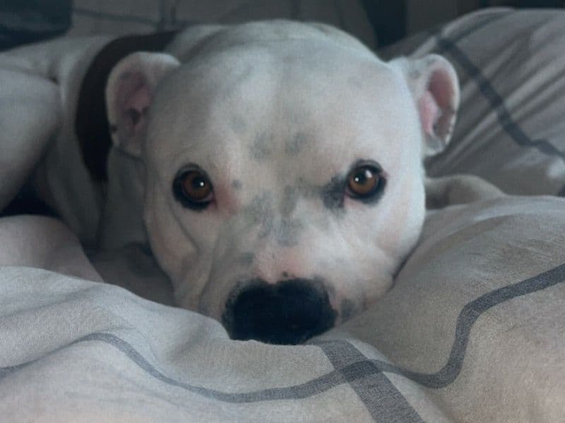 Staffordshire Bull Terrier 1 year 10 months old male medium named Philo for breeding in Hampshire, England | Petmeetly