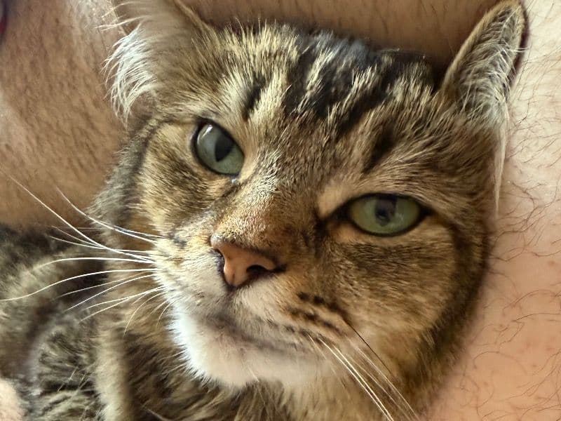 British Longhair 4 years 6 months old female named Kyra for breeding in South Gloucestershire, England | Petmeetly