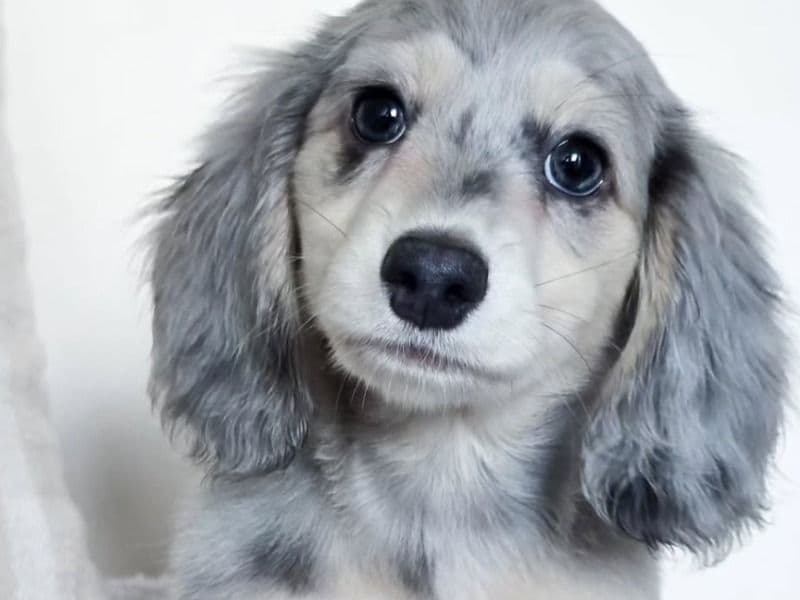 Buddy - Dachshund | Petmeetly