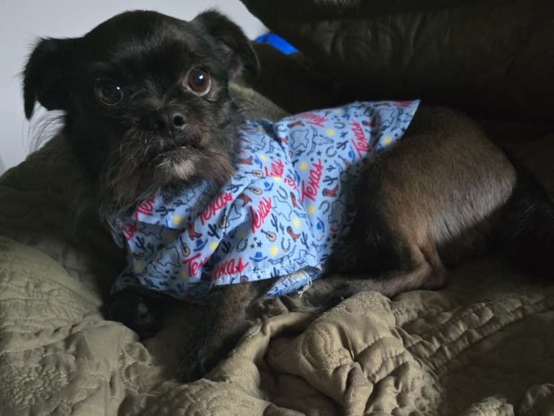Brussels Griffon 4 years 5 months old male small named Loki for breeding in Bexar County, Texas | Petmeetly