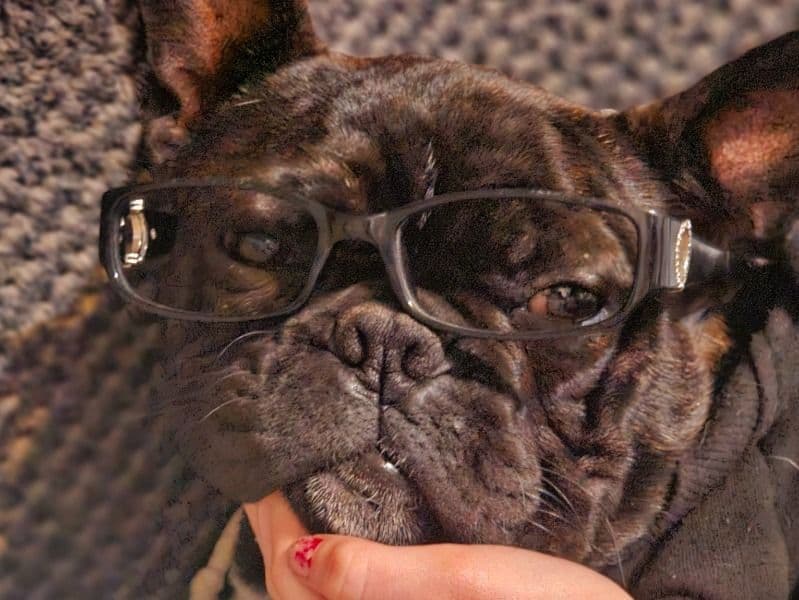 Frenchton 1 year 5 months old male small named Bowser for breeding in Pinal County, Arizona | Petmeetly