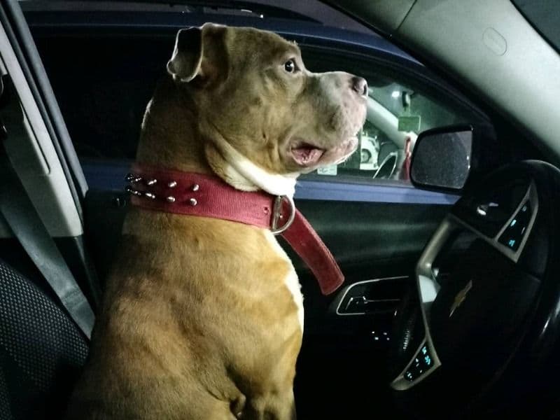 American PitBull Terrier 5 years 6 months old male large named Samson for adoption in Harris County, Texas | Petmeetly