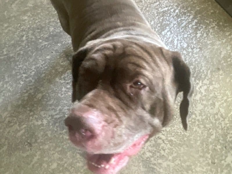 Neapolitan Mastiff 5 years 6 months old male extra large named Biggy for breeding in Hillsborough County, Florida | Petmeetly