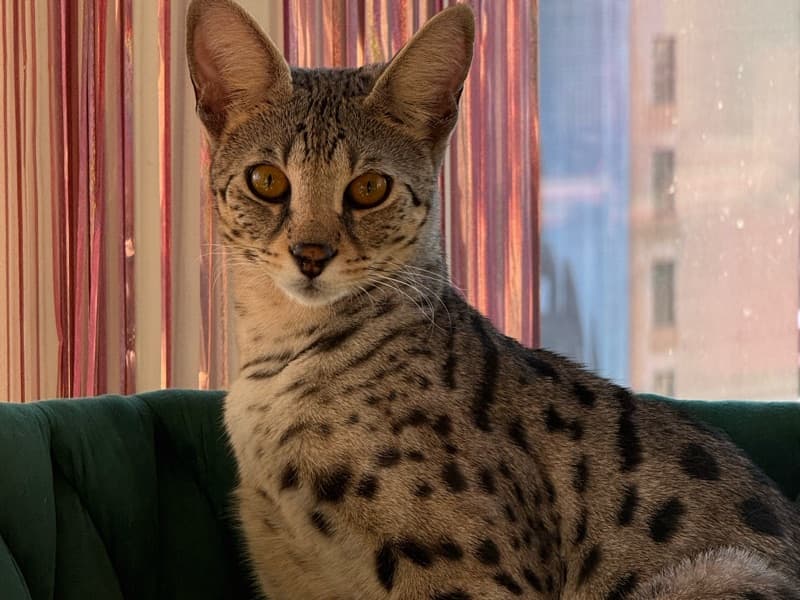 Savannah 9 months old female named Loeva for breeding in Los Angeles County, California | Petmeetly