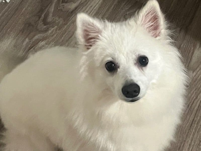 American Eskimo 1 year 4 months old female small named Princess for sale in Jackson County, Missouri | Petmeetly