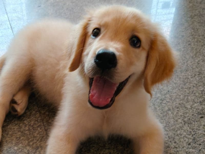 English Golden Retriever 6 months old male medium named Burfi for breeding in Chennai, Tamil Nadu | Petmeetly