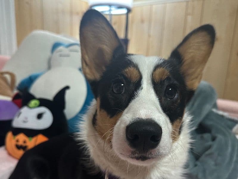 Violet primary photo