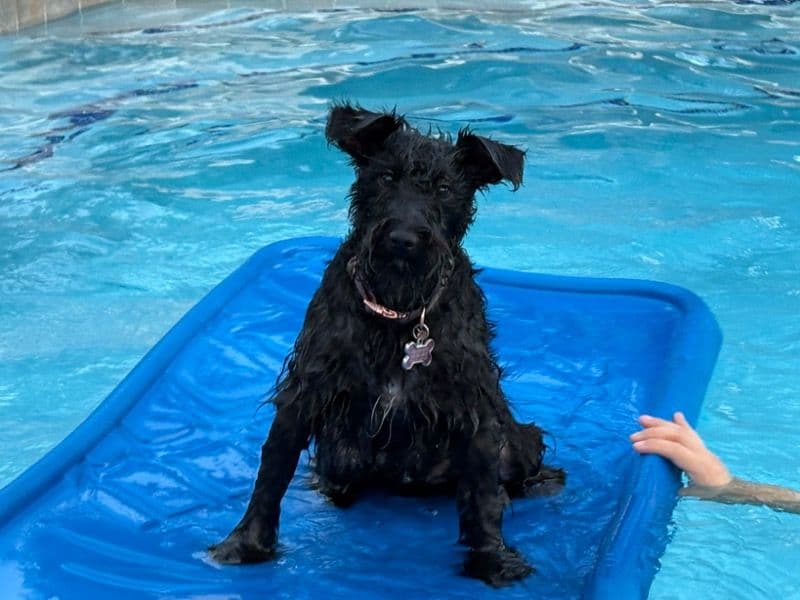 Schnauzer 1 year 7 months old female medium named Chloe for breeding in Maricopa County, Arizona | Petmeetly