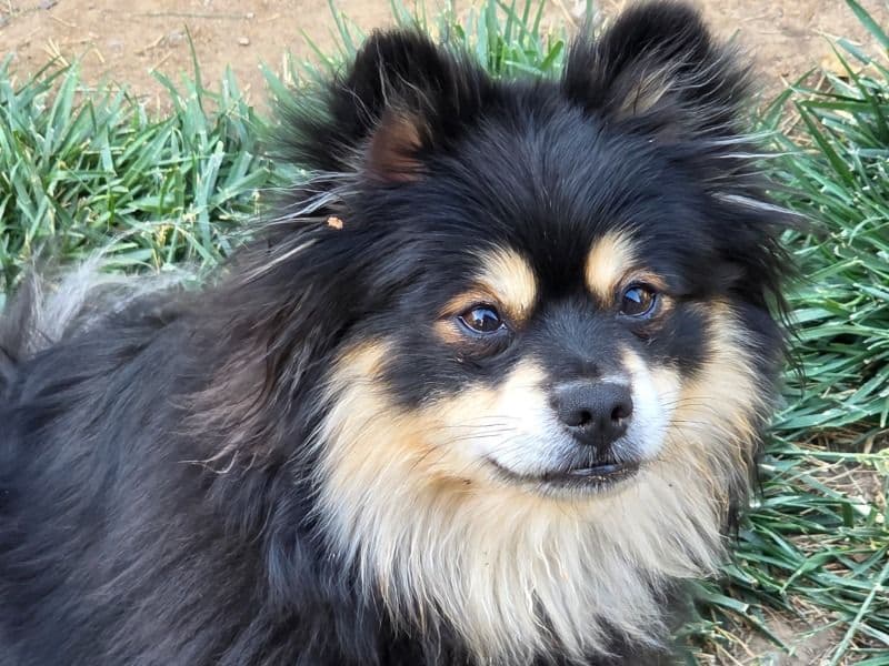 Pomeranian 1 year 10 months old female small named Koda for breeding in Sacramento County, California | Petmeetly