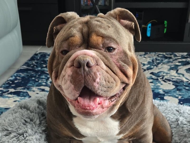 Johnny Boy primary photo