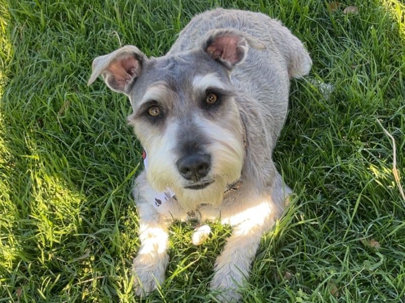 Standard Schnauzer 1 year 6 months old male medium named Oreo for breeding in Riverside County, California | Petmeetly