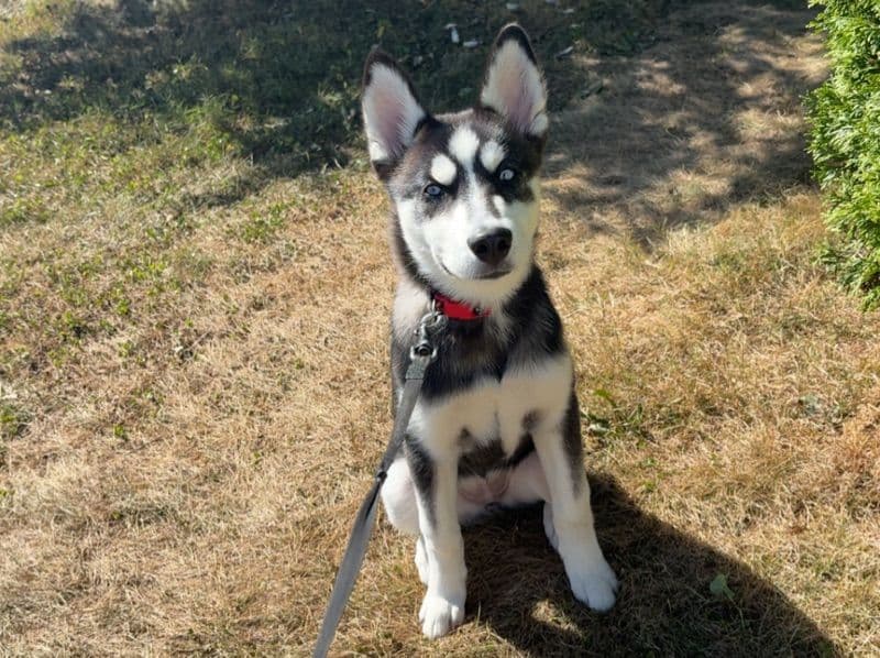 Siberian Husky 7 months old female small named Raven for breeding in Greene County, Pennsylvania | Petmeetly