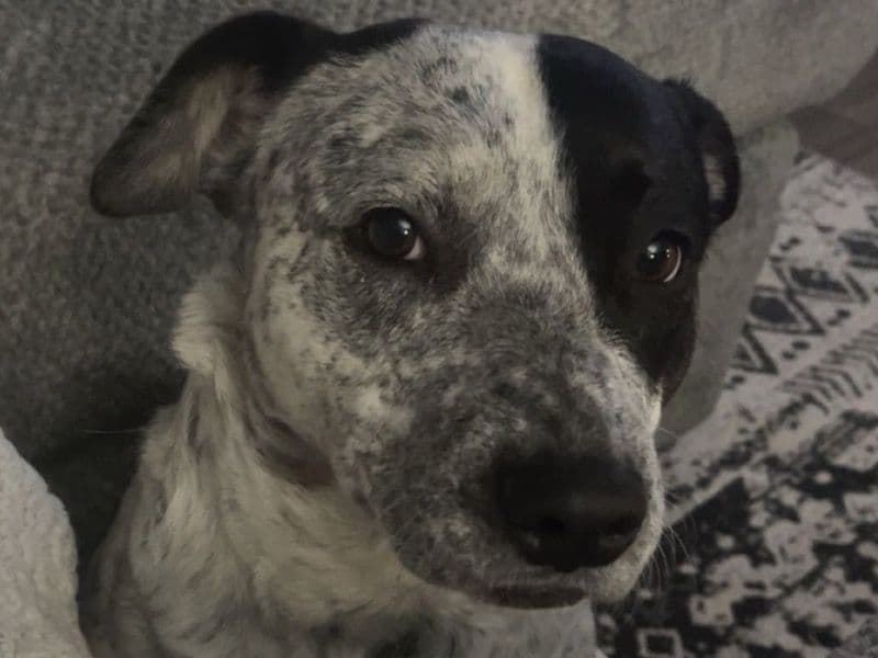 Australian Cattle Dog 3 years 2 months old female medium named Josie for breeding in Shiawassee County, Michigan | Petmeetly
