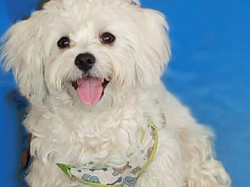 Maltese 4 years 8 months old male small named Meiko for breeding in Hyderabad, Telangana | Petmeetly