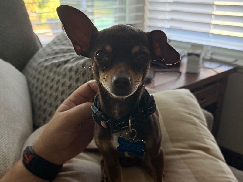 Miniature Chihuahua 6 years 5 months old male small named Chokis for breeding in San Joaquin County, California | Petmeetly