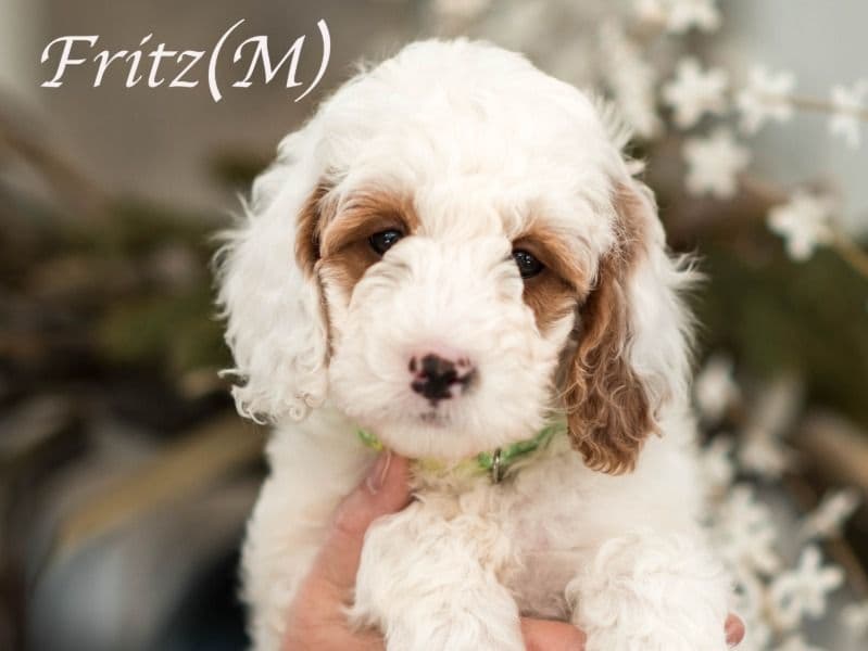 Goldendoodle 2 months old male small named Fritz for sale in York County, Maine | Petmeetly