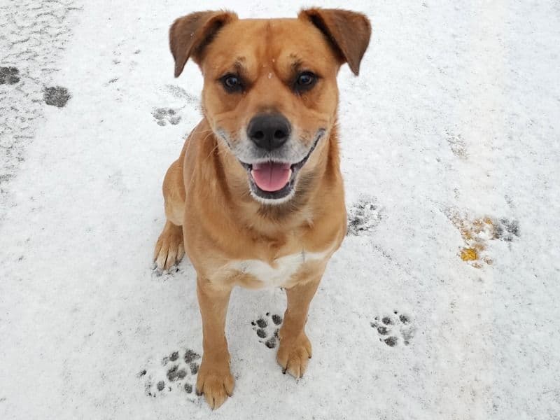 American PitBull Terrier 8 years old male large named Wes for breeding in Buncombe County, North Carolina | Petmeetly