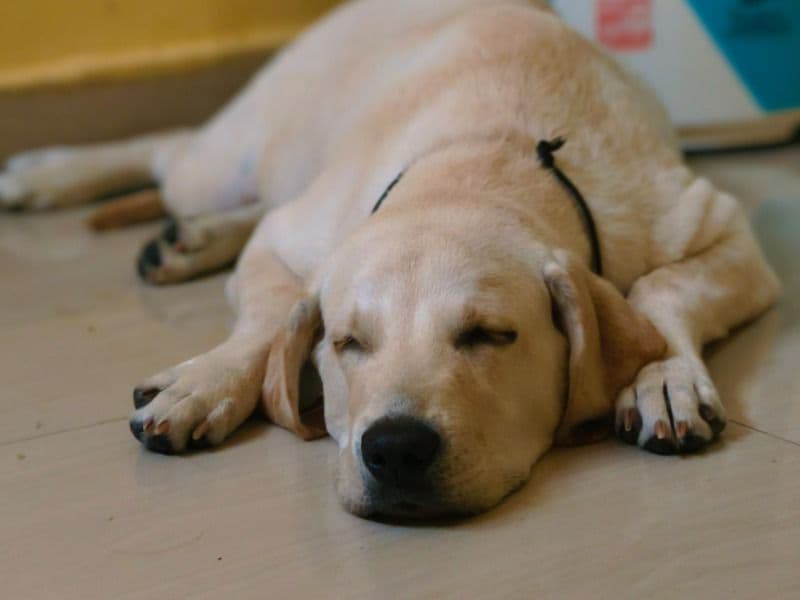 English Labrador Retriever 1 year 6 months old male large named Rocky for breeding in Visakhapatnam, Andhra Pradesh | Petmeetly