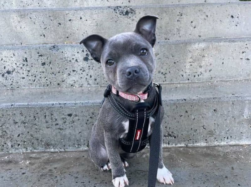 Staffordshire Bull Terrier 1 year old male small named Leo for breeding in Winona County, Minnesota | Petmeetly