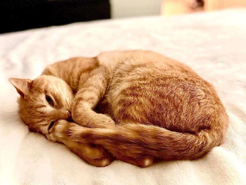 American Shorthair 2 years 9 months old male named Jayce for adoption in Harris County, Texas | Petmeetly