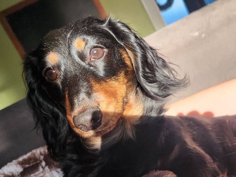 Dachshund 1 year 2 months old female small named Madi for breeding in Tarrant County, Texas | Petmeetly