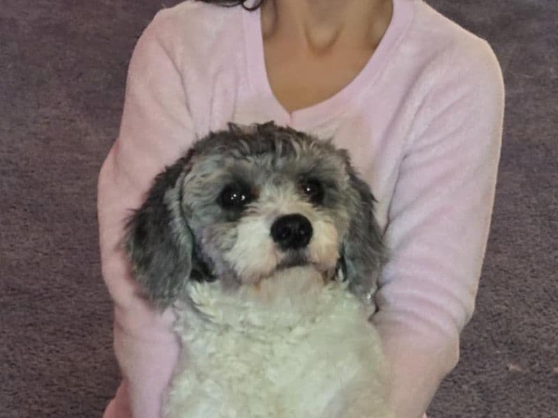 Schnoodle 1 year 3 months old male small named Coco for breeding in Houston County, Georgia | Petmeetly