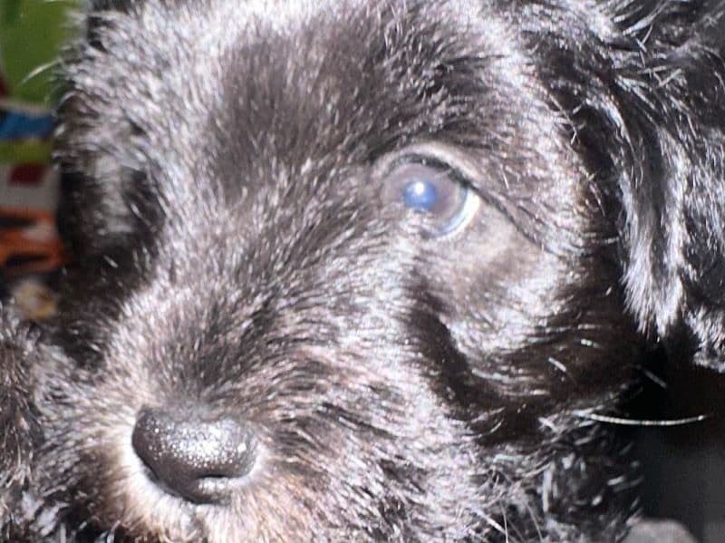 Schnoodle 1 month old male small named Schnoodle for sale in Tarrant County, Texas | Petmeetly