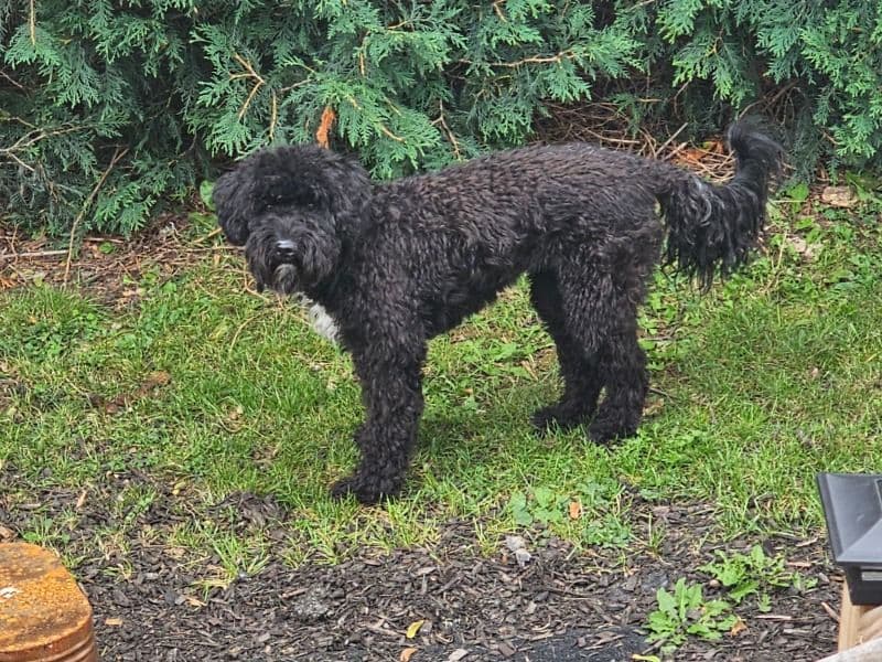 Millie primary photo