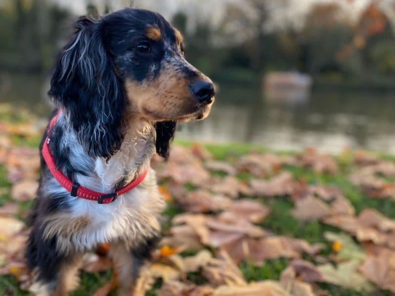 English Cocker Spaniel 1 year 6 months old male medium named Milo for breeding in Surrey, England | Petmeetly