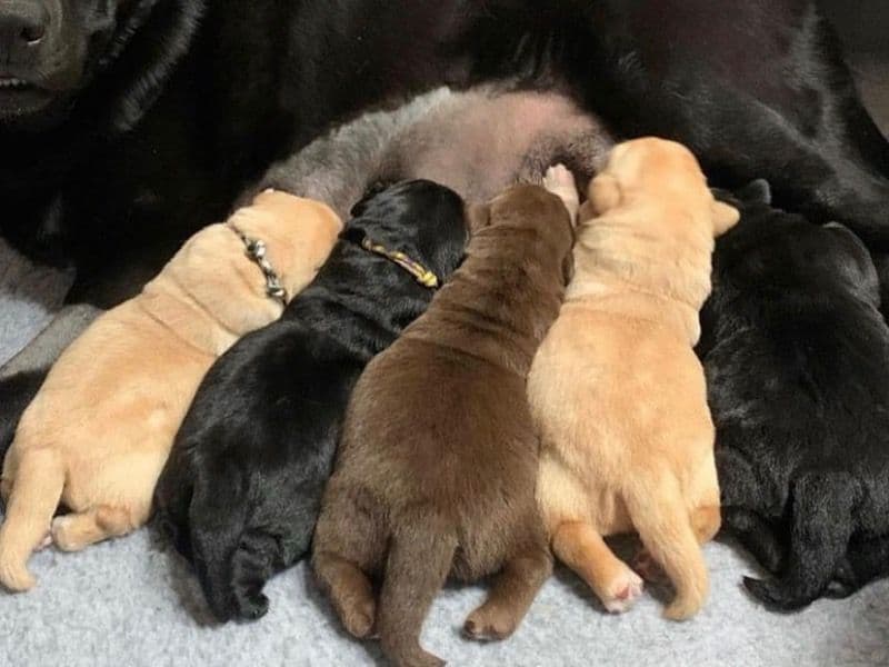 Afador 2 months old female small named Lucy for breeding in South Carolina | Petmeetly