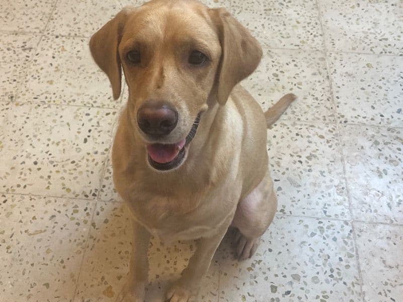 English Labrador Retriever 3 years 2 months old female medium named Tessa for breeding in Coimbatore, Tamil Nadu | Petmeetly