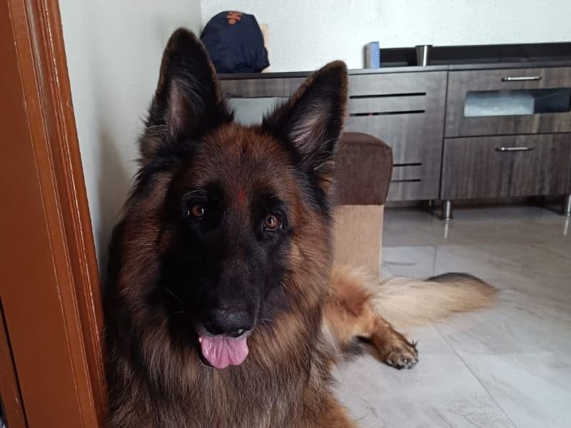 Black German Shepherd 3 years 6 months old male large named Atom for breeding in Bangalore Division, Karnataka | Petmeetly
